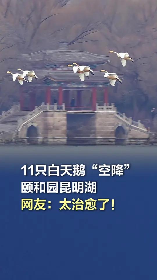11只白天鹅“空降”颐和园昆明湖,网友:太治愈了!