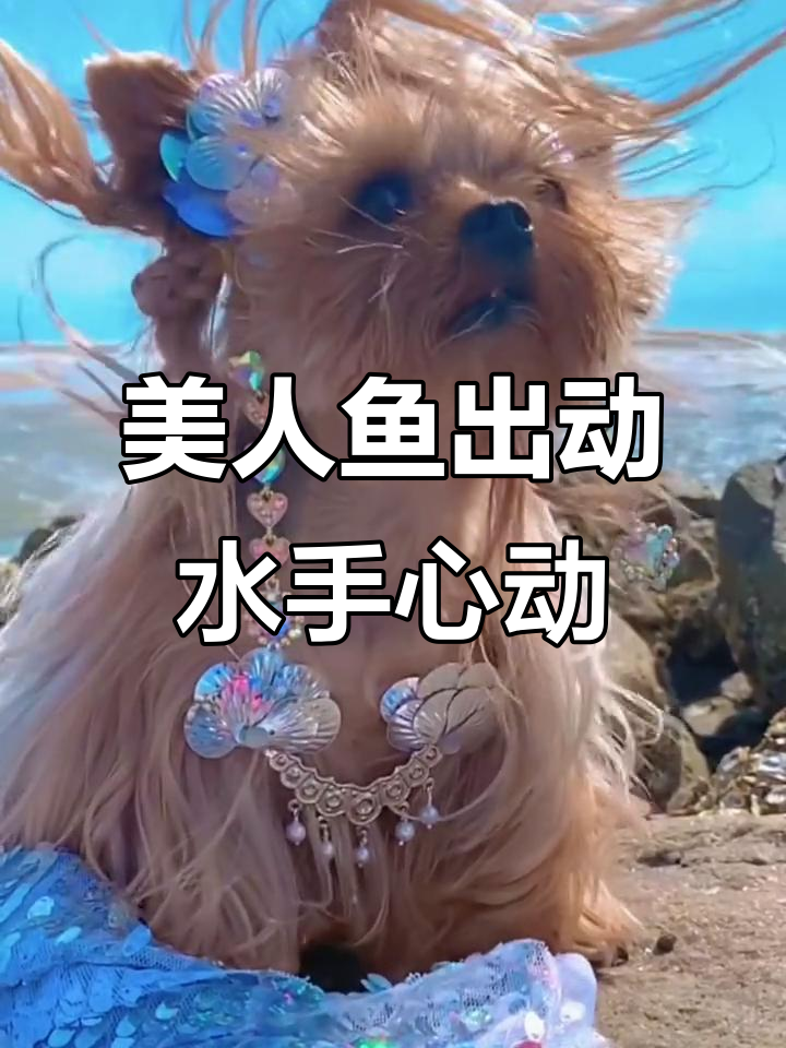 水手们,美人鱼来了!出海捕捞大作战