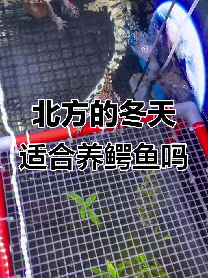 北方寒冷能养小鳄鱼吗?冬季风险大,赶紧入手!