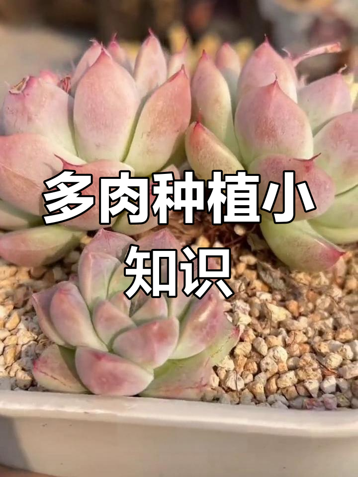 阿尔巴佳人多肉植物养护技巧