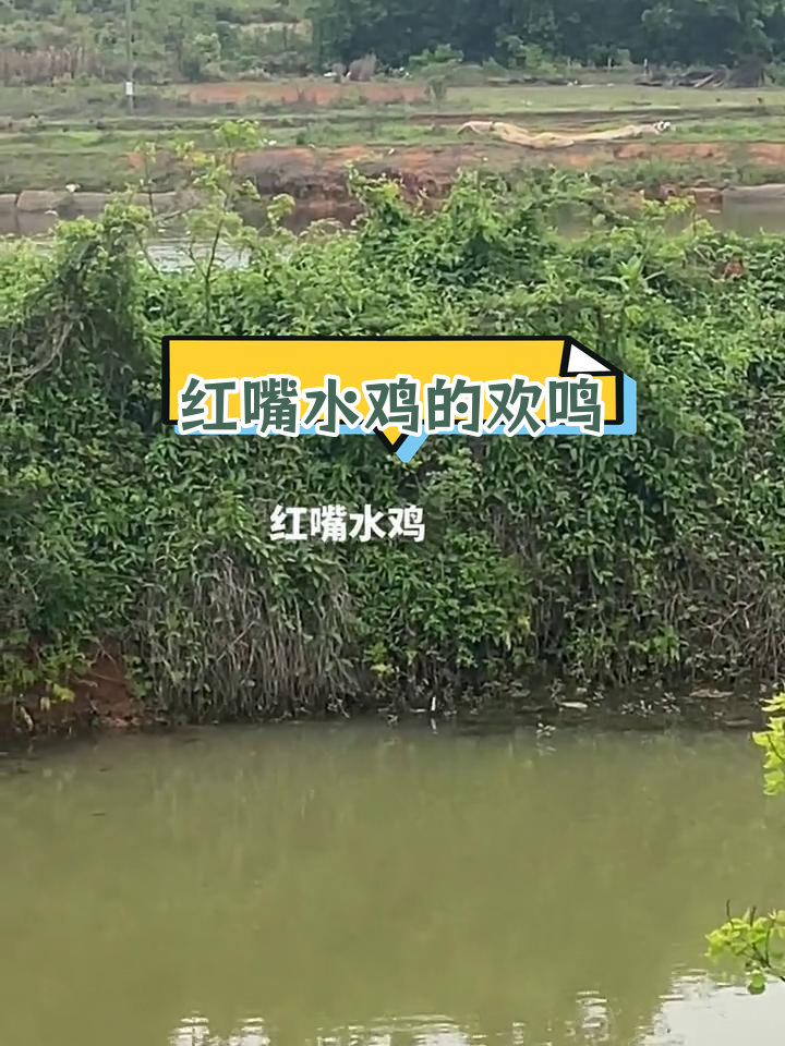 春季水渠旁的红嘴水鸡