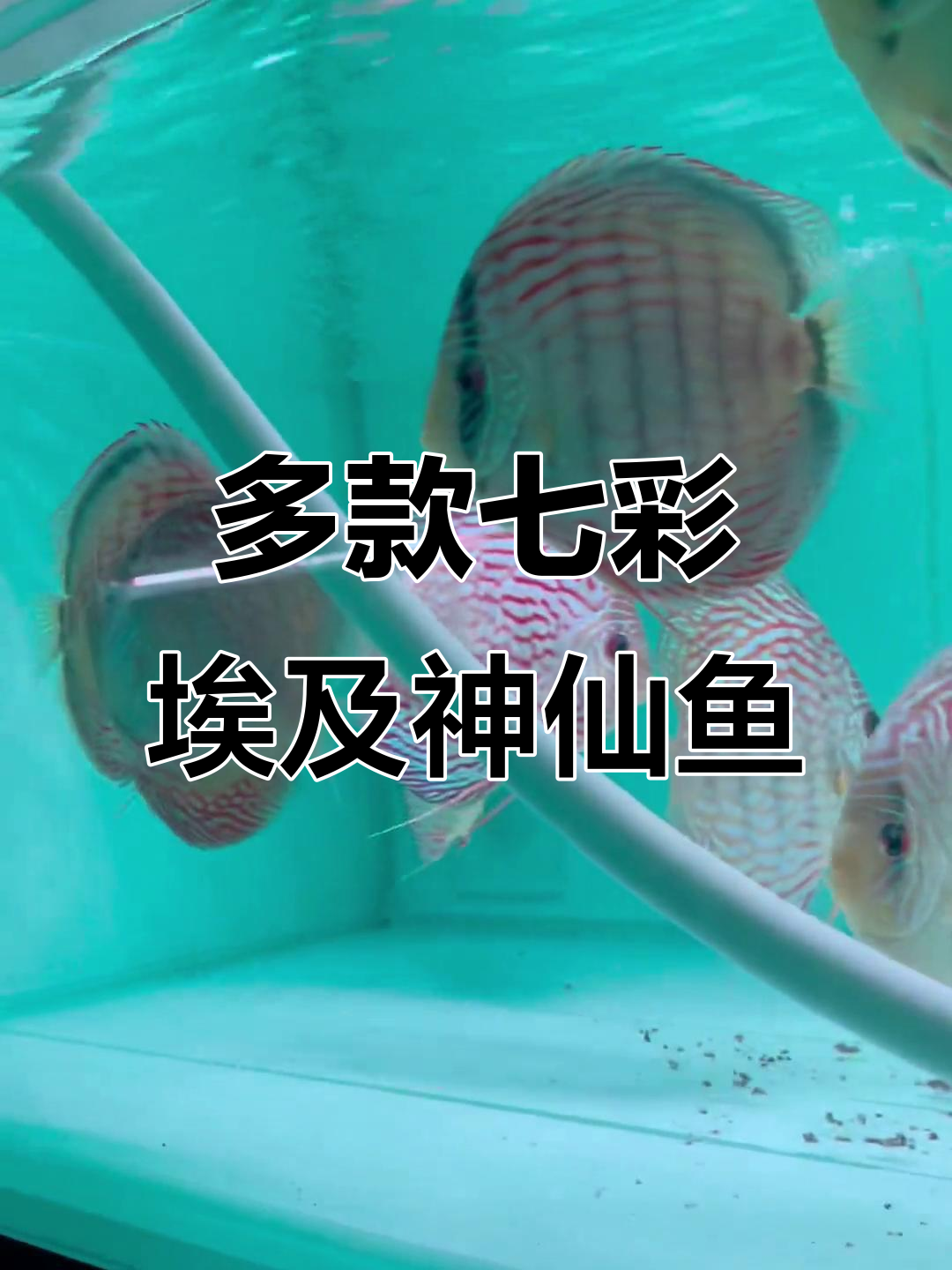 七彩埃及神仙鱼大揭秘，各种尺寸与品种任你选