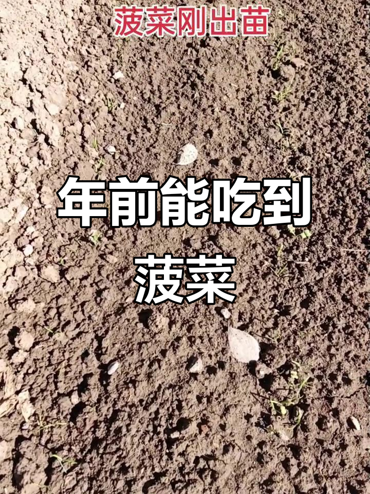 菠菜刚出苗,天冷盖膜保暖,年前就能吃上新鲜蔬菜