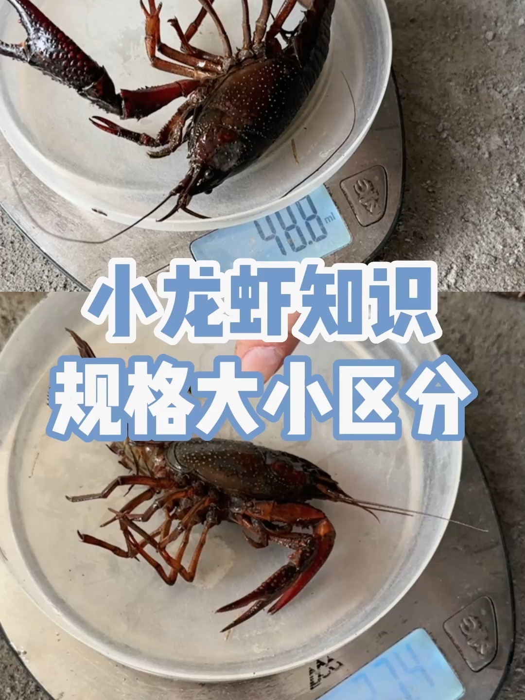 小龙虾知识,规格大小区分