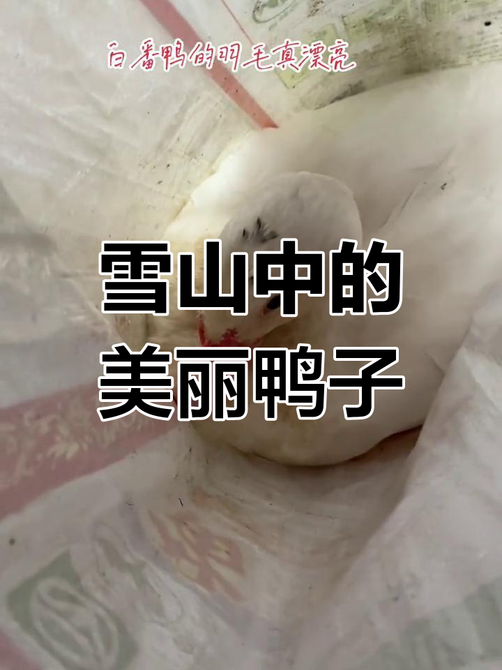 白番鸭,山泉滋养,羽毛雪白,嗓音独特,令人陶醉