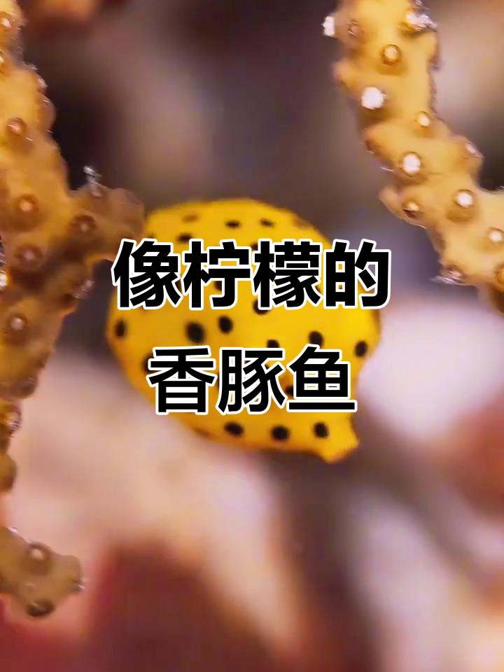 这只“柠檬”鱼竟然有嘟嘟嘴,真可爱!