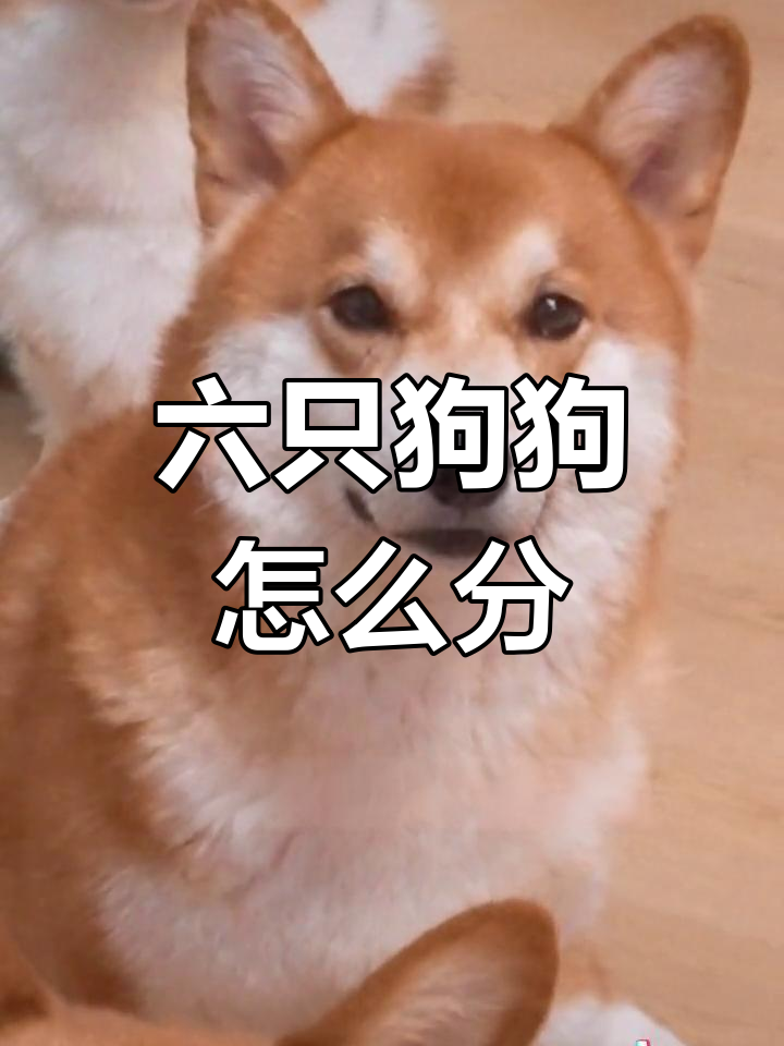 一家六狗,如何分辨?从大馒头到小冰棍全介绍