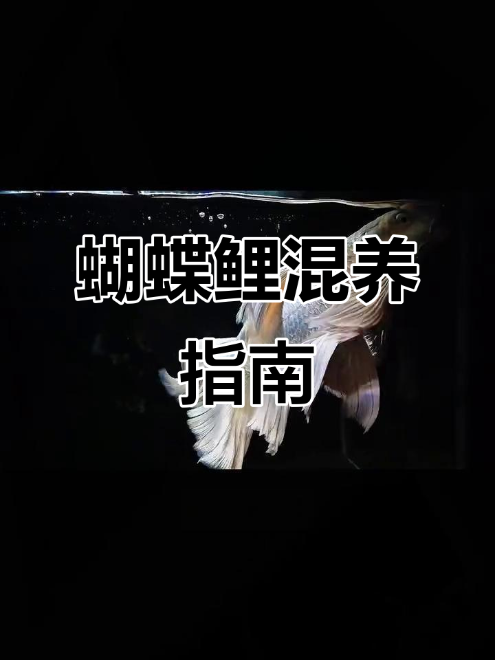 蝴蝶鲤混养全解析：哪些鱼能一起养？