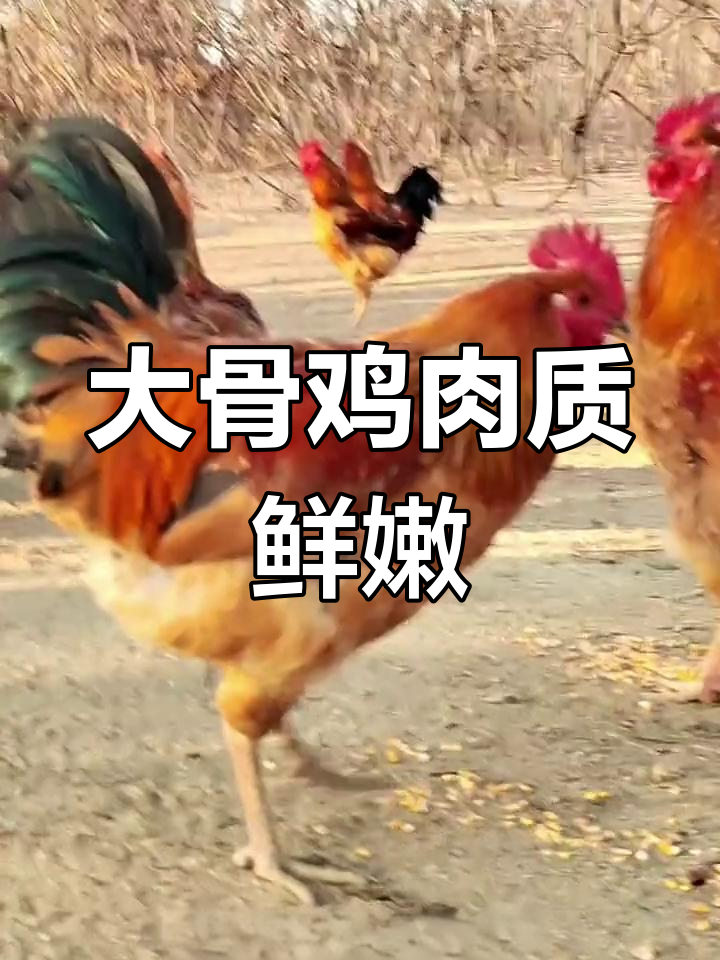 庄河大骨鸡,肉质鲜美,营养丰富,值得一试!