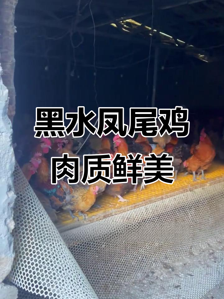 纯散养凤尾鸡,肉质鲜嫩有弹性
