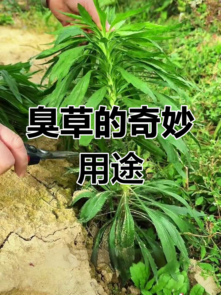飞蓬草因臭味得名,村民常晒干其叶作药用