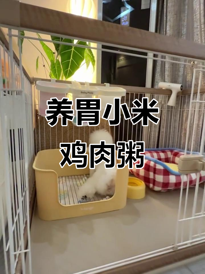 小米鸡肉粥,养胃又美味,宝宝吃得开心