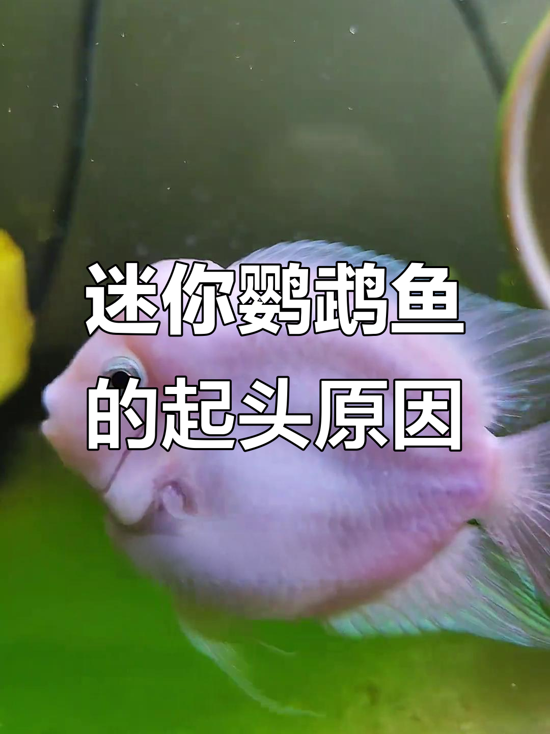 迷你鹦鹉鱼起头原因大揭秘,基因、饲料全都有影响