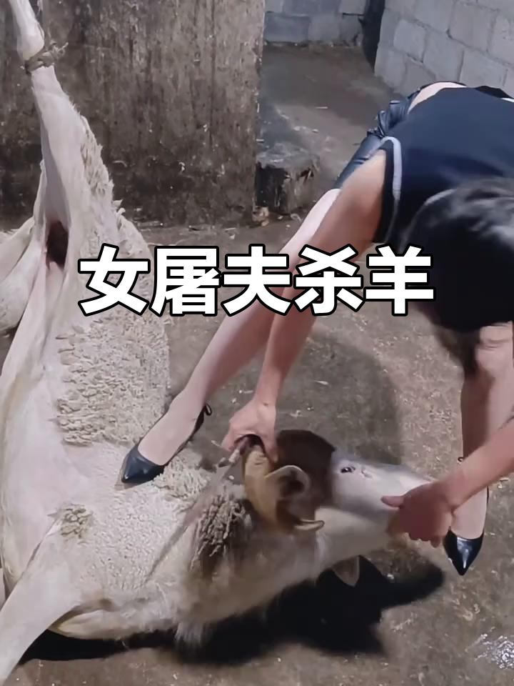 女屠夫杀羊现场,逃跑无望的傻羊