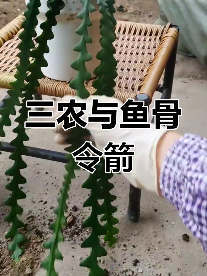 鱼骨令箭:从海到陆,三农新风潮