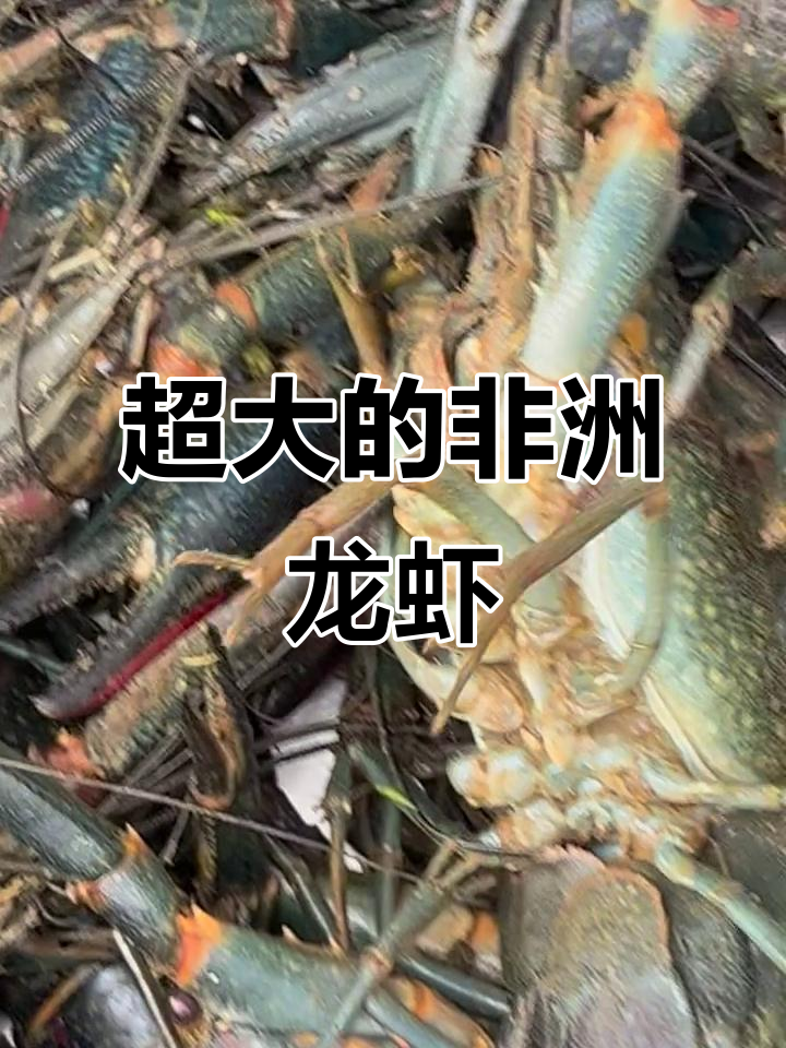 非洲大龙虾来袭,钳子吓人!