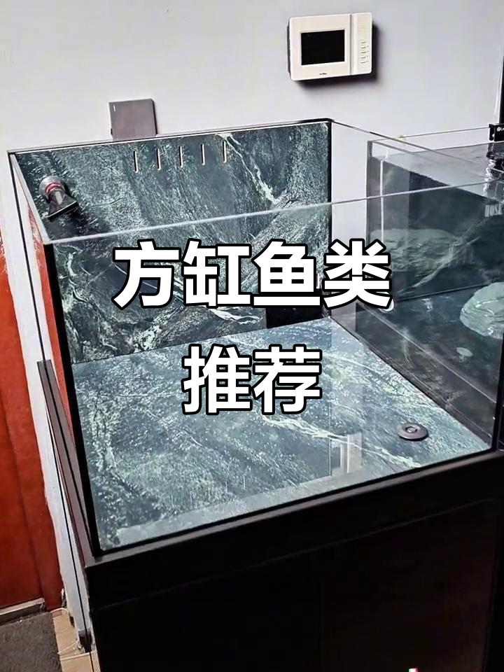 揭秘60方缸，适合养哪些鱼？