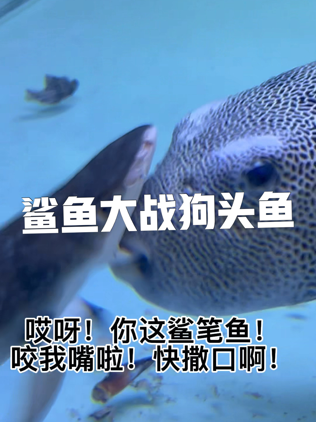 鲨鱼大战狗头鱼