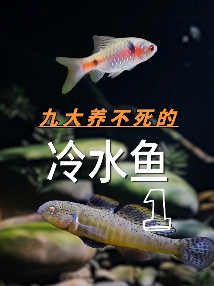 推荐新手九种养不死的冷水鱼
