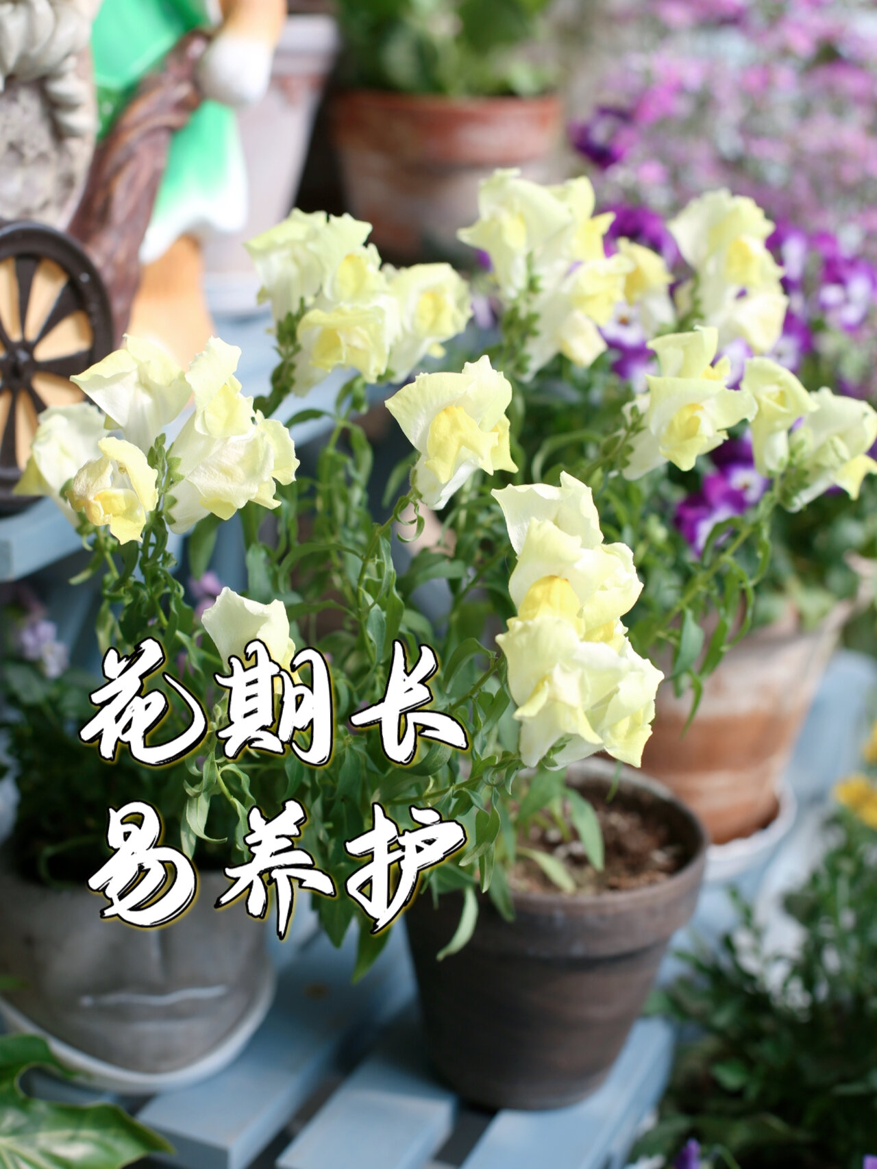 封闭阳台100种花草|No.72 矮生金鱼草