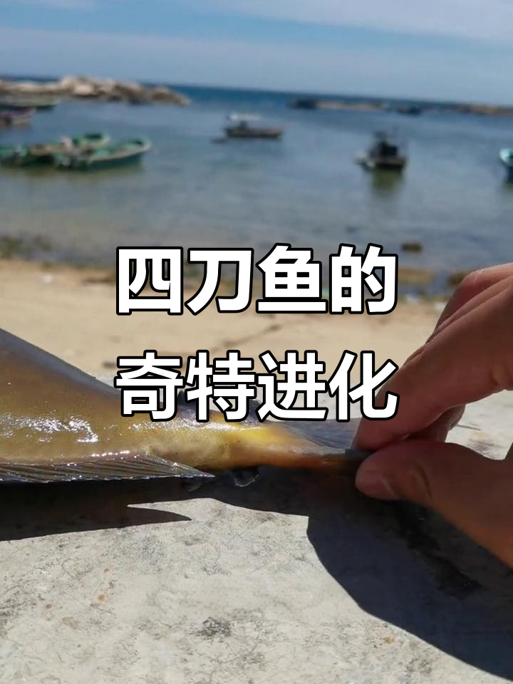 海南长稳鼻鱼:四把刀的进化,竟然随身携带!