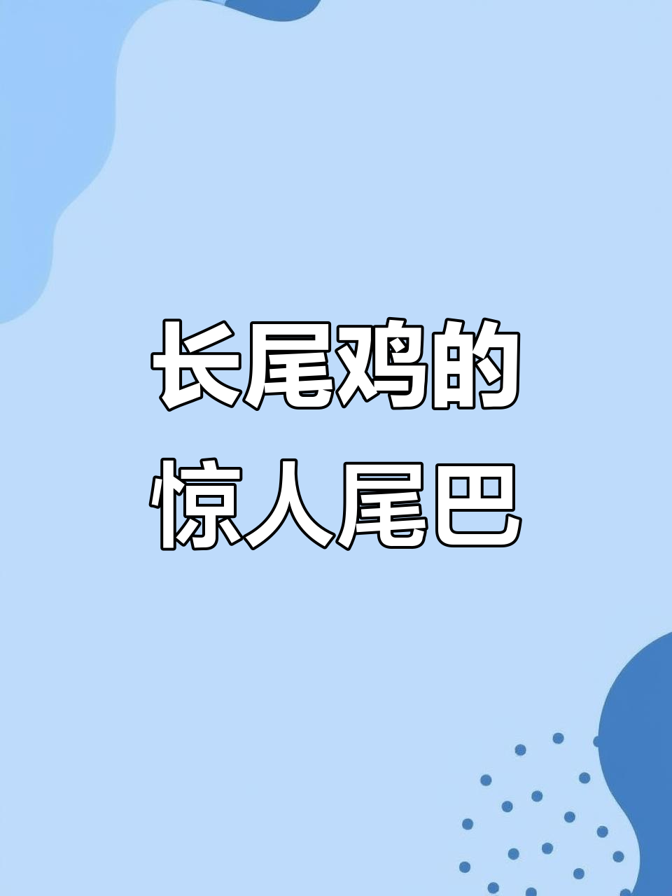 世界上尾羽最长的长尾鸡,竟能拖到地面!