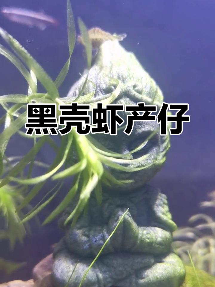 黑壳虾抱卵后,20天小虾孵化