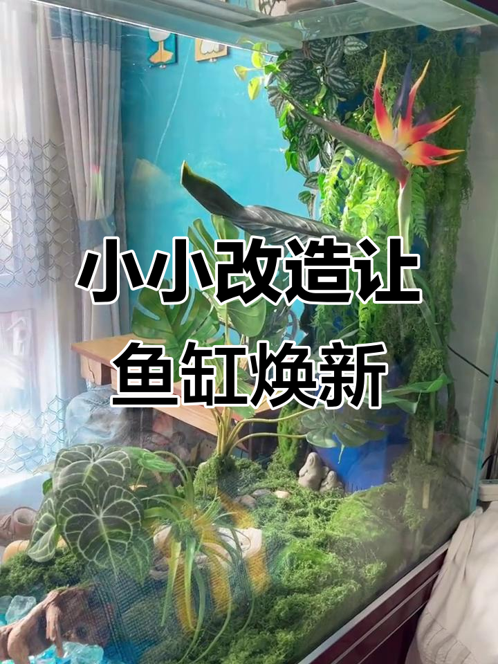 废旧鱼缸变身,创意改造后的奇妙景观