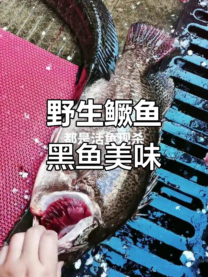 野生大桂鱼与黑鱼的完美口感,现杀活鱼让你惊艳