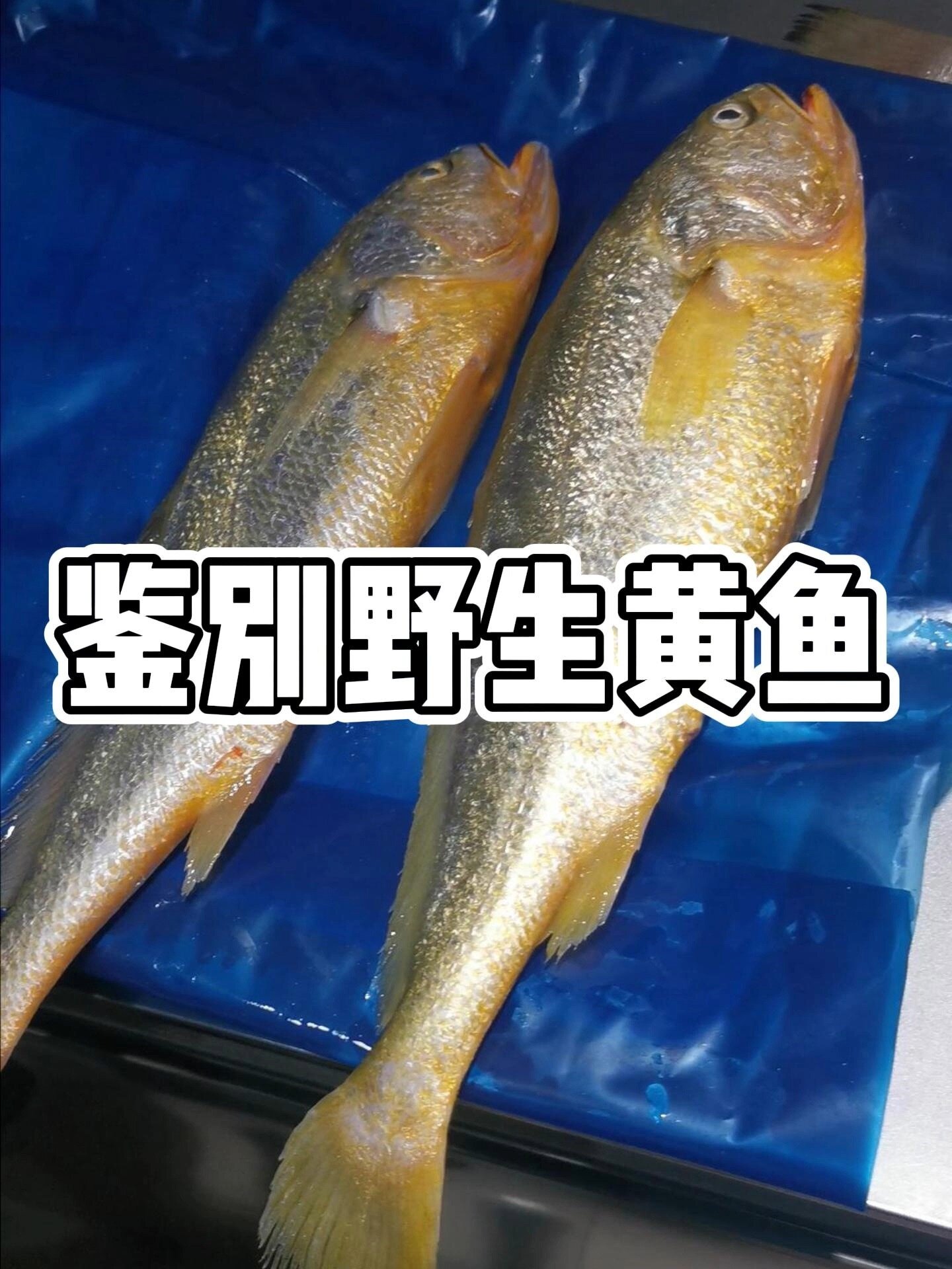 说我用养殖大黄鱼冒充?