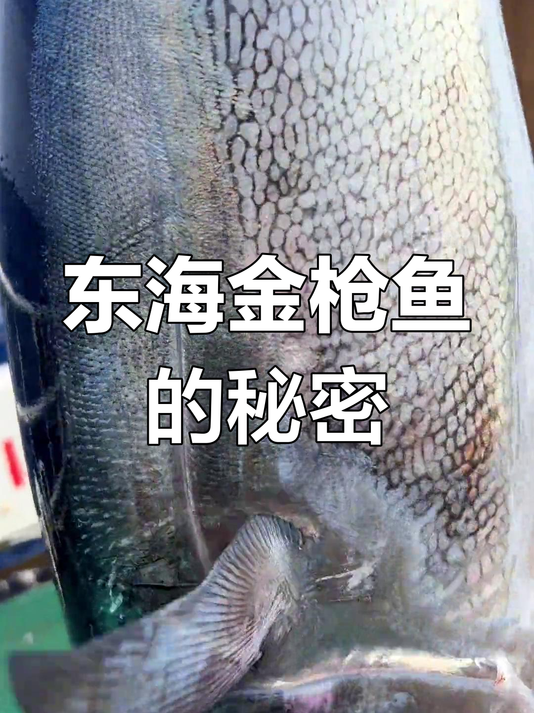 东海金枪鱼洄游季,小蓝旗还是马苏?