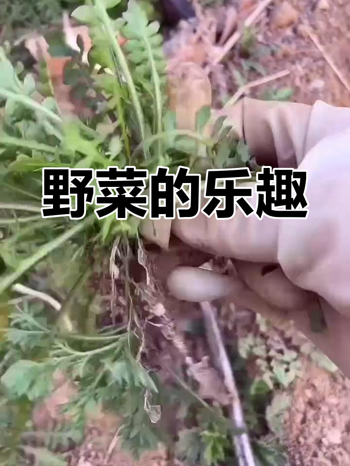 挖野菜让我上瘾,享受过程远超吃本身