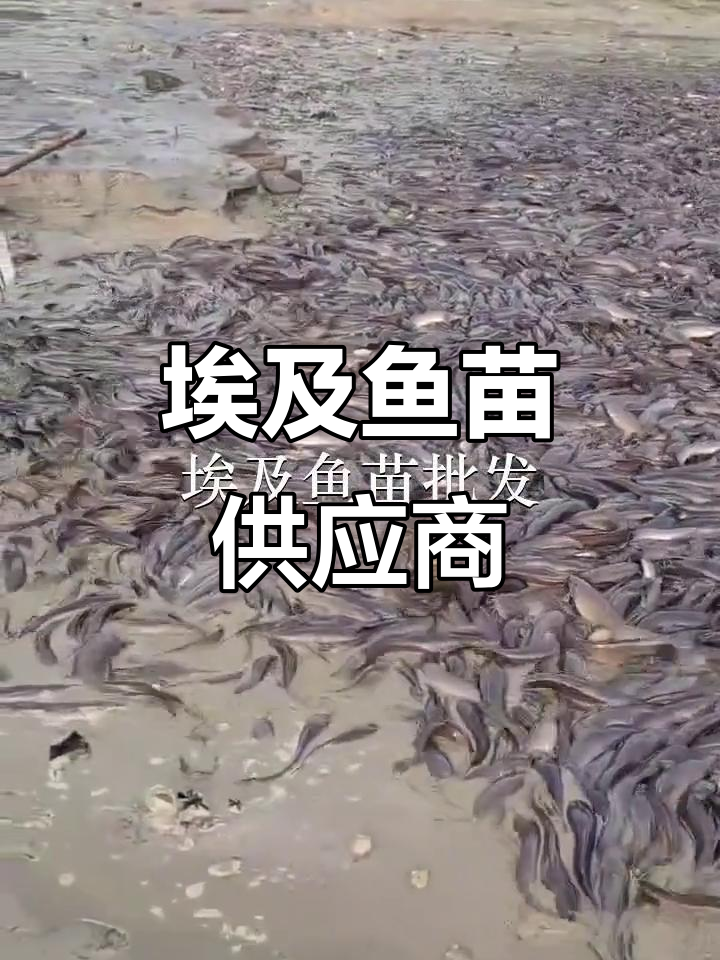 埃及鱼苗供应,汕尾黄羌镇优质选择