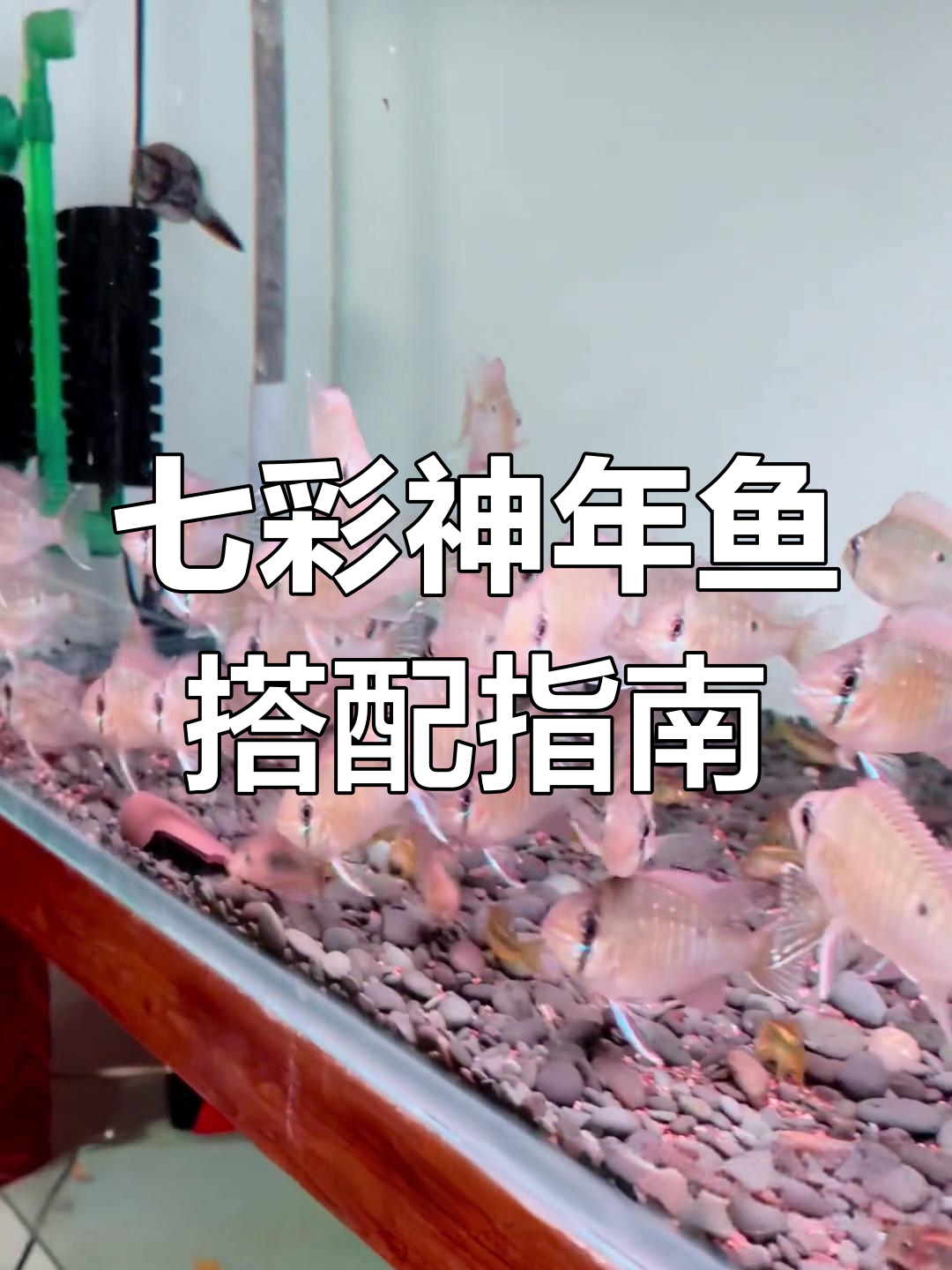 七彩神仙鱼配搭推荐:一眉道人与圣塔伦月亮宝石