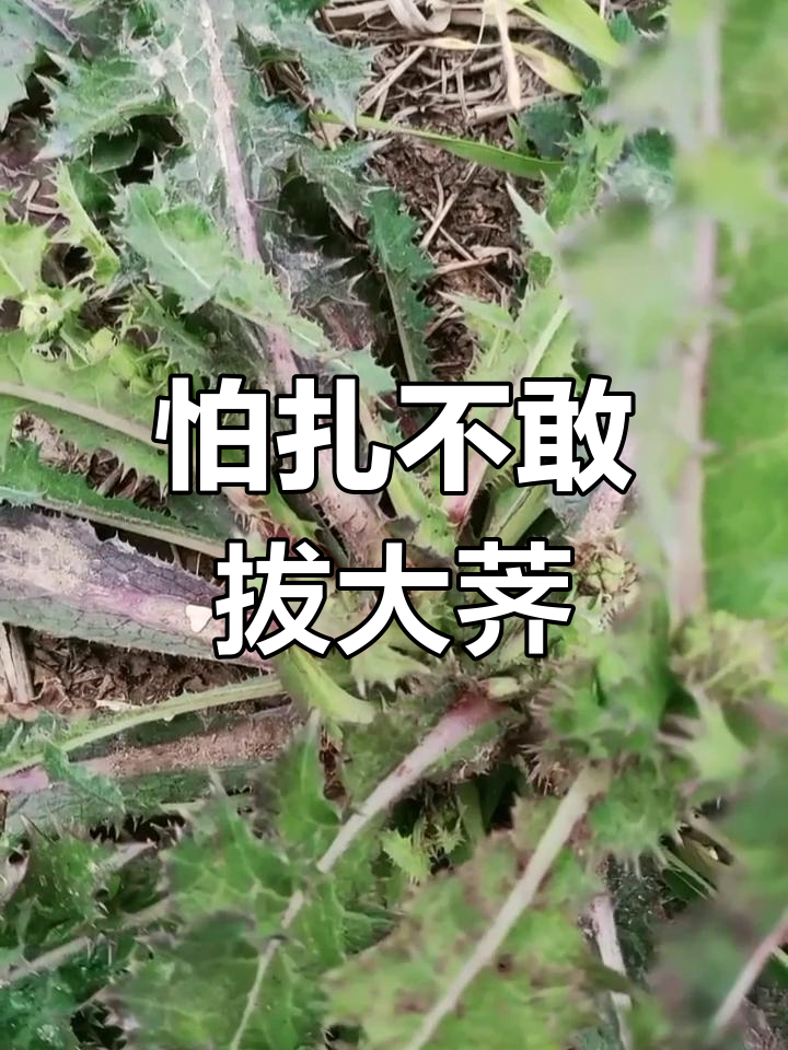 大刺菜:茎叶全带刺,连花都不敢碰
