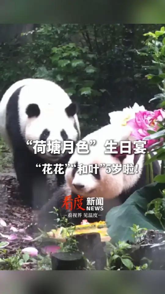 “花花”“和叶”5岁啦！饲养员给姐妹俩准备了“荷塘月色”生日宴，还有大蛋糕。评论区的朋友们