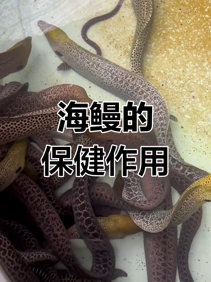 海鳗的营养价值与功效,观赏食用两相宜
