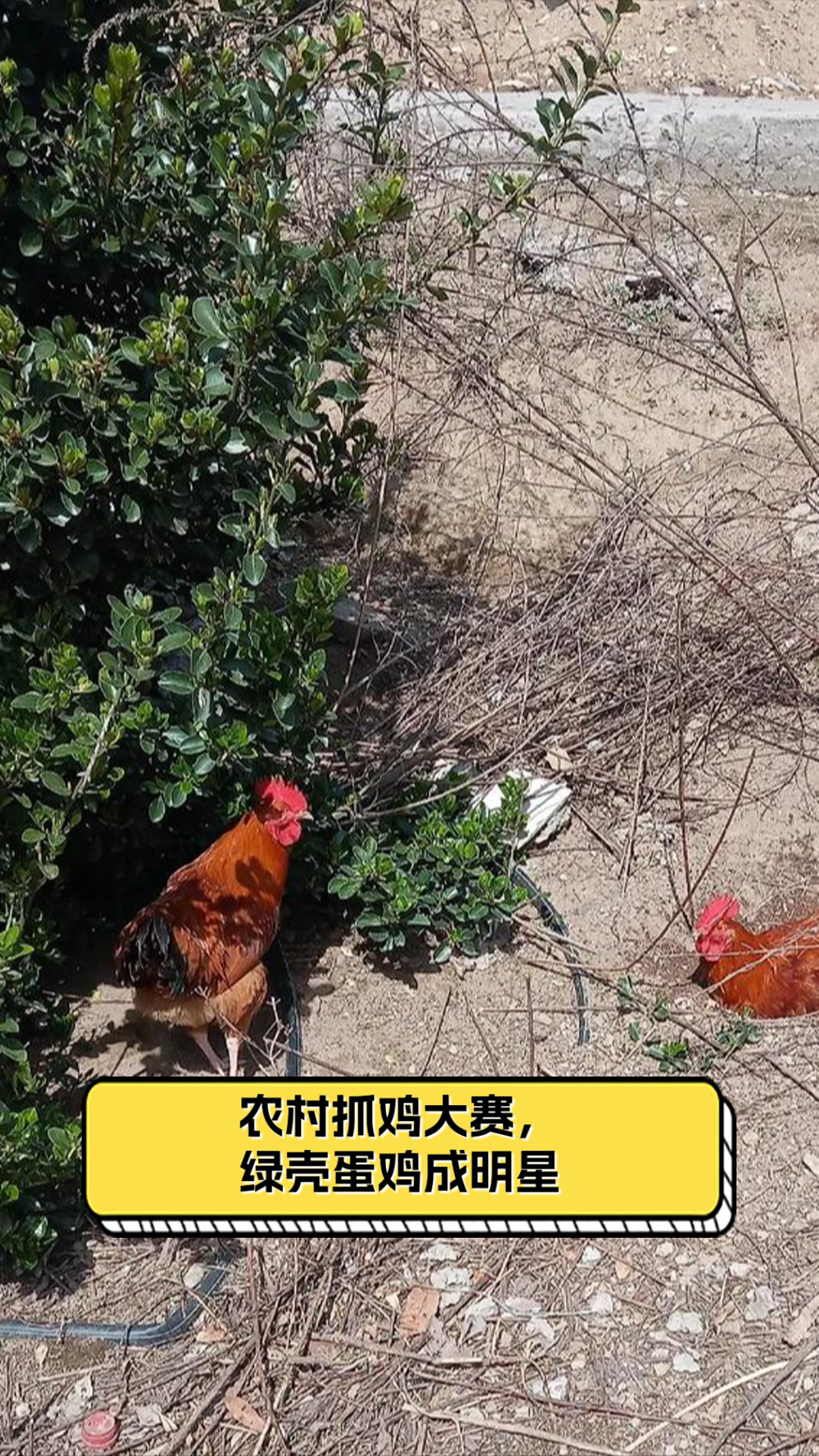 农村抓鸡大赛,绿壳蛋鸡成明星