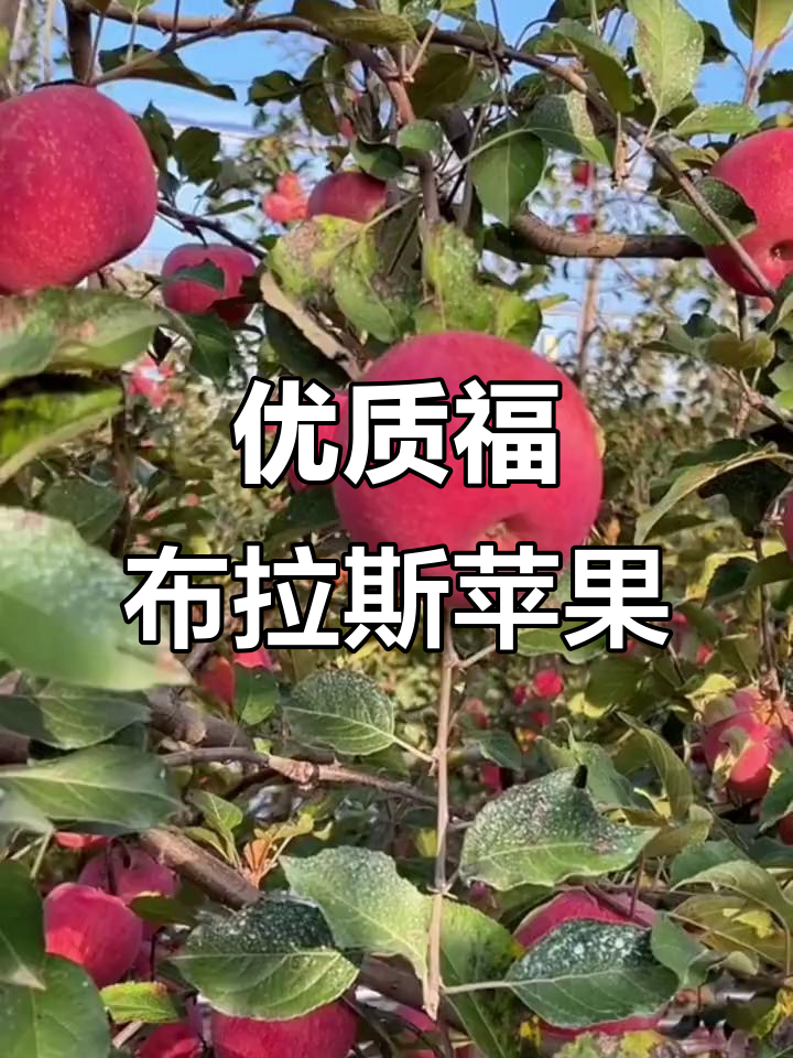 福布拉斯苹果:浓红型富士新品种,抗病丰产又美味