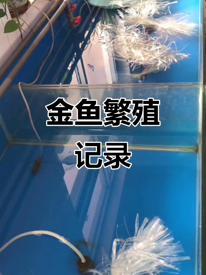 金鱼孵化全过程,小苗破壳萌态十足