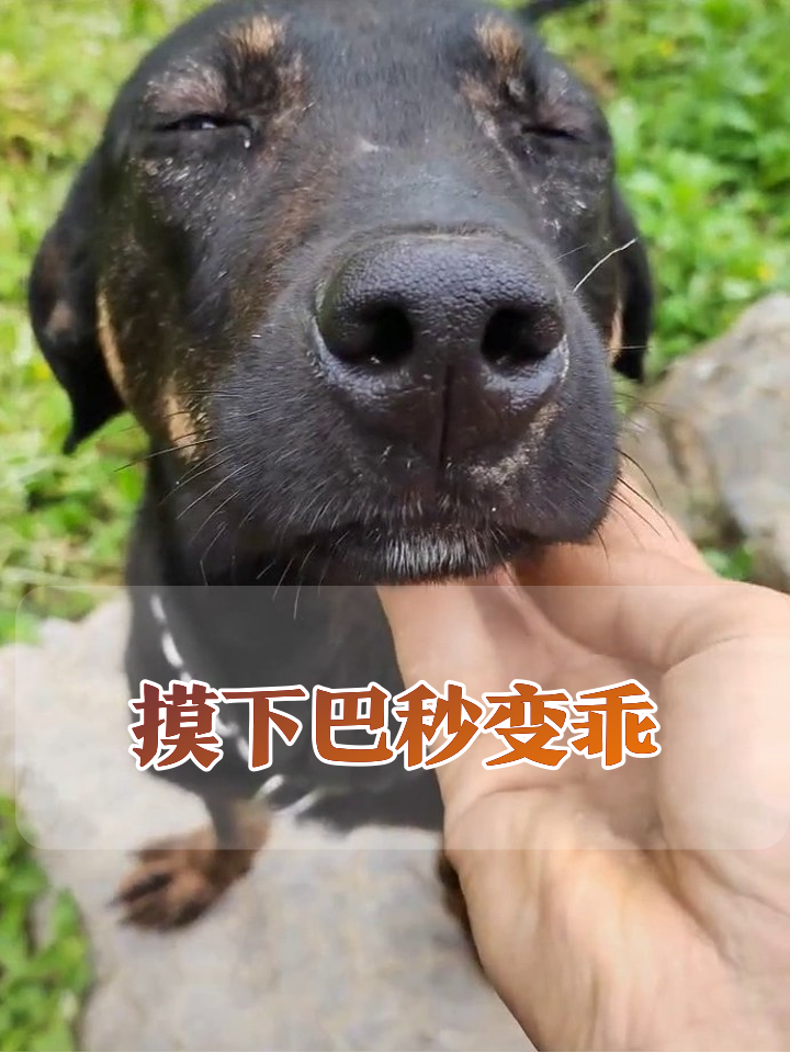 狗子被摸下巴舒服到翻白眼,下一秒转身就跑笑喷了