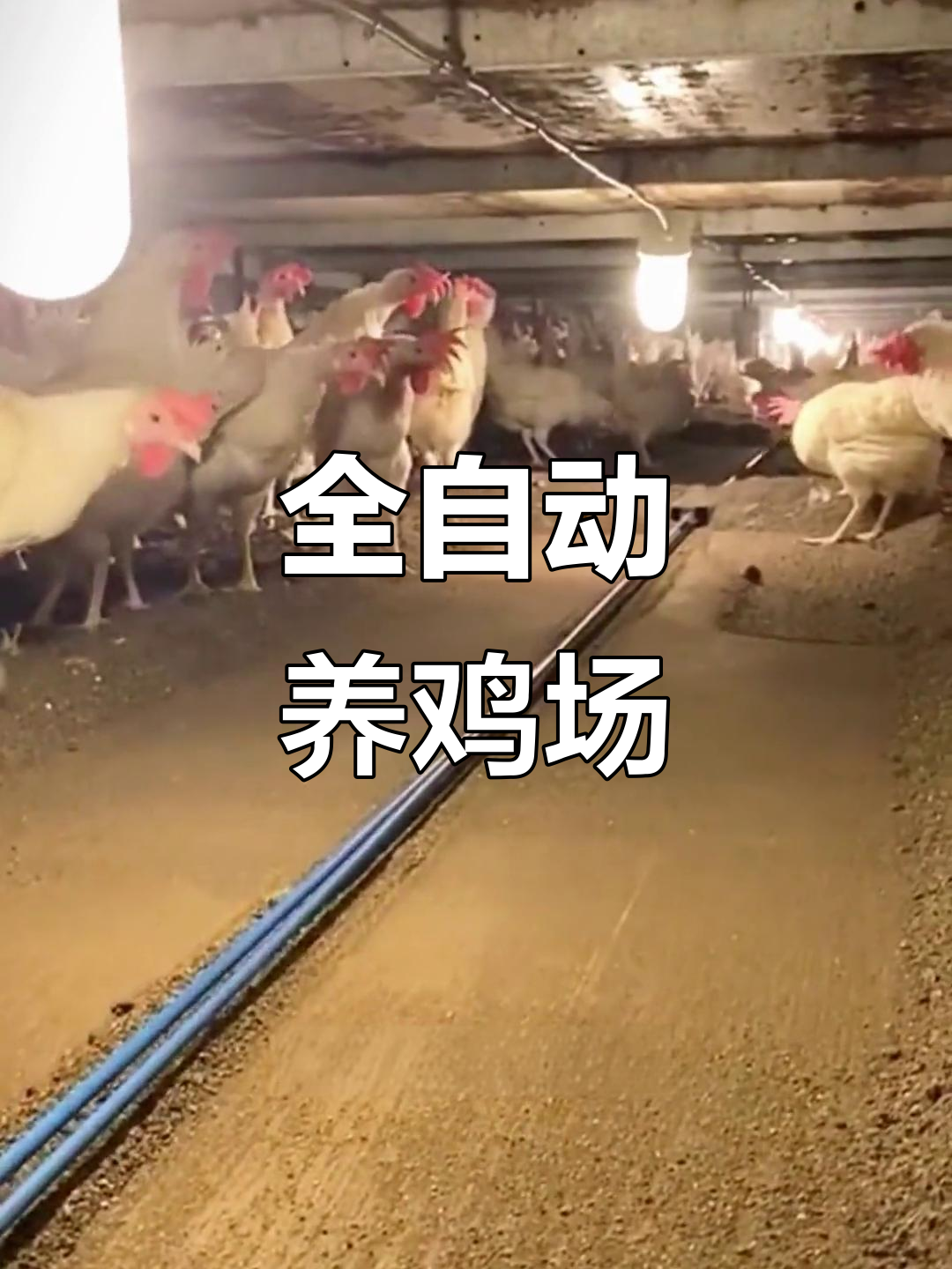 自动化养鸡场,全程无人工干预,鸡蛋打包一气呵成