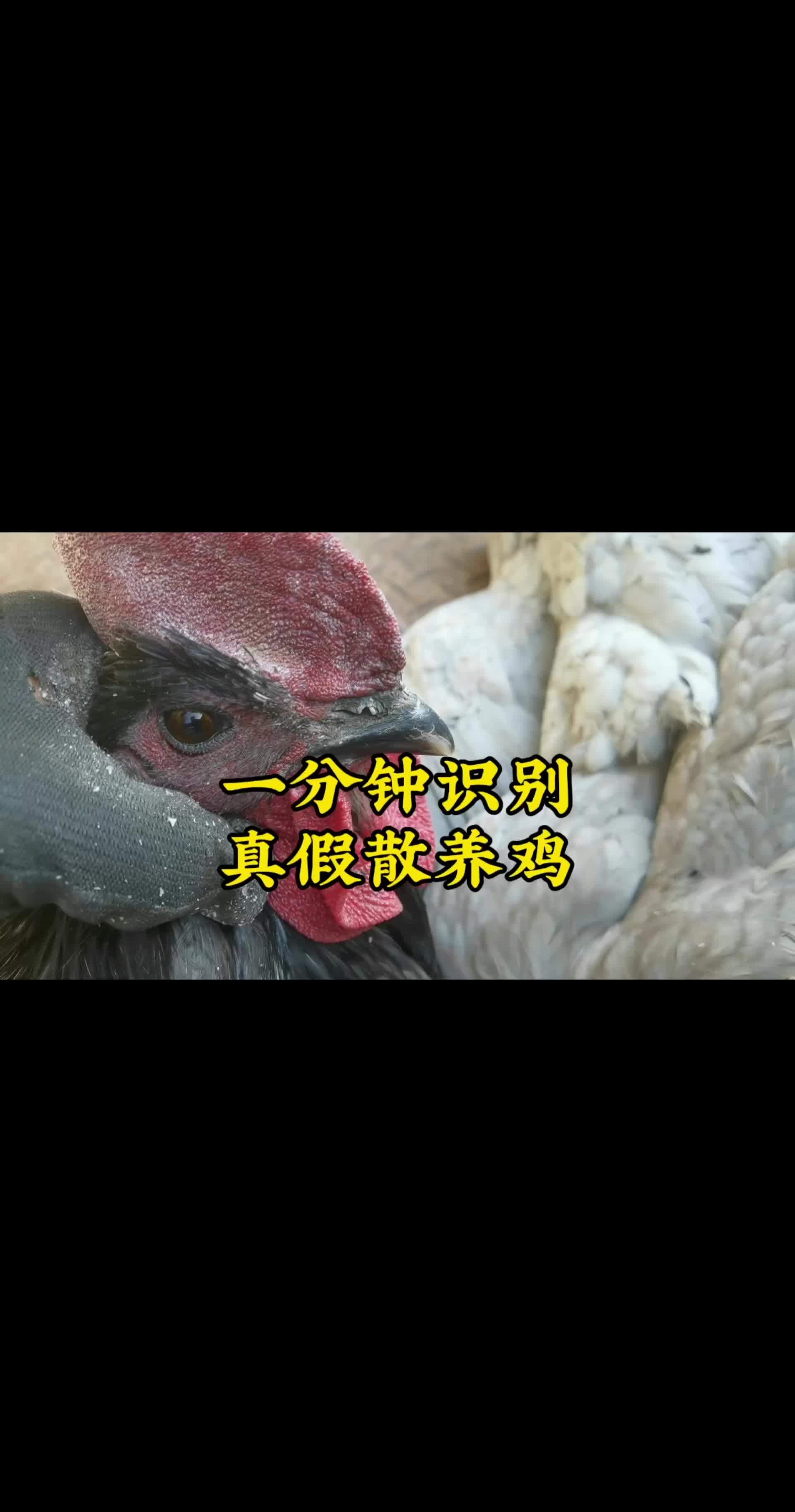 一分钟三步识别真假散养土鸡 农特产品 绿色生态农业 轩源瓦灰鸡