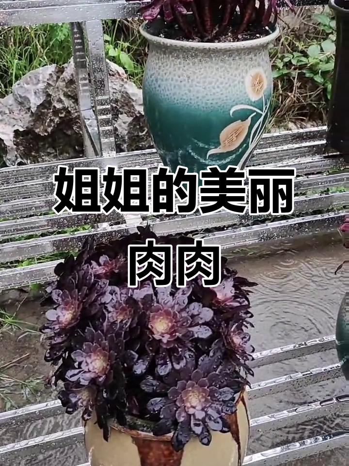 姐姐养的肉肉植物,超美!九尾狐和百年荷花惊艳登场