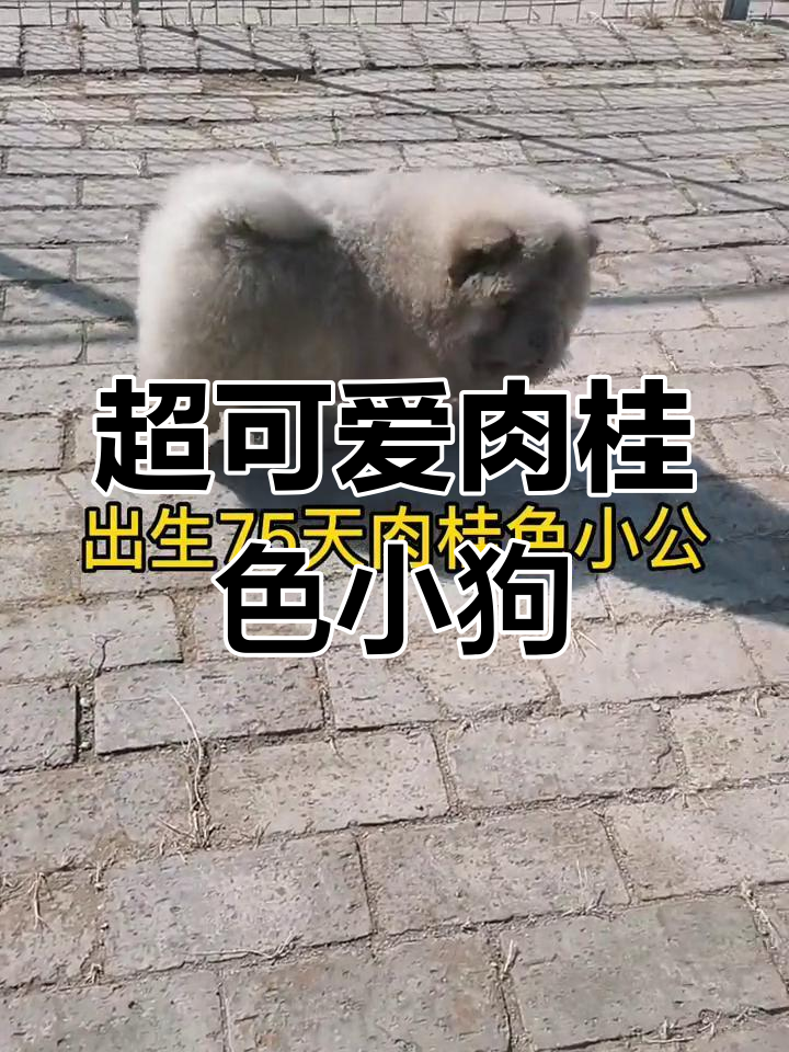 75天肉桂色小公狗,萌态十足