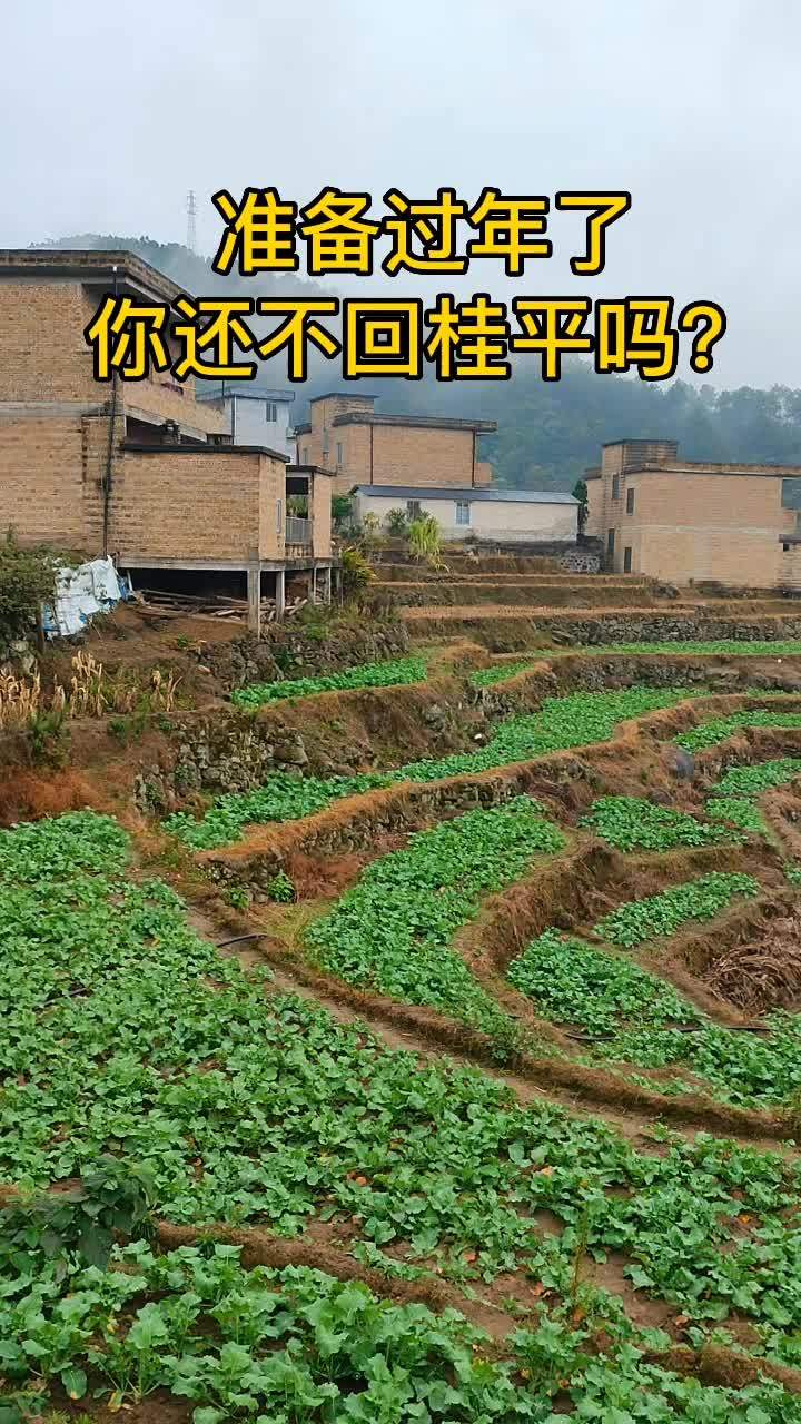 在外打拼一年的你是否觉得孤单、寂寞、想家了吗?快点回桂平吧!桂平打造的梯田种植油菜花即将为