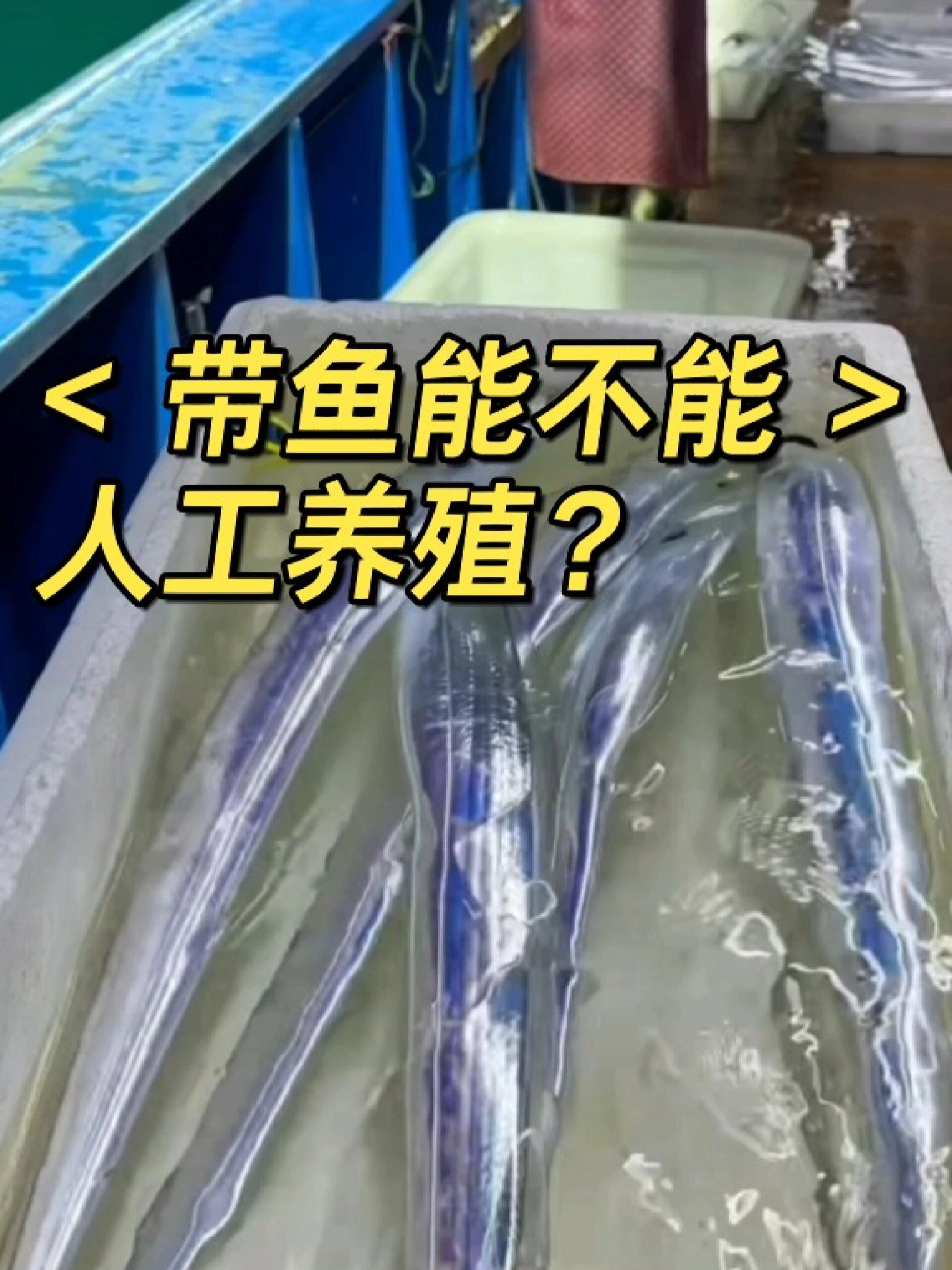 求助!带鱼到底能不能人工养殖