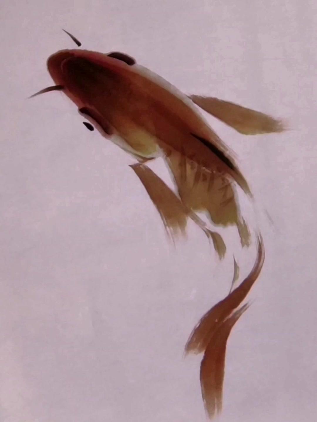 红色鱼画法 一起学画画 绘画 艺术