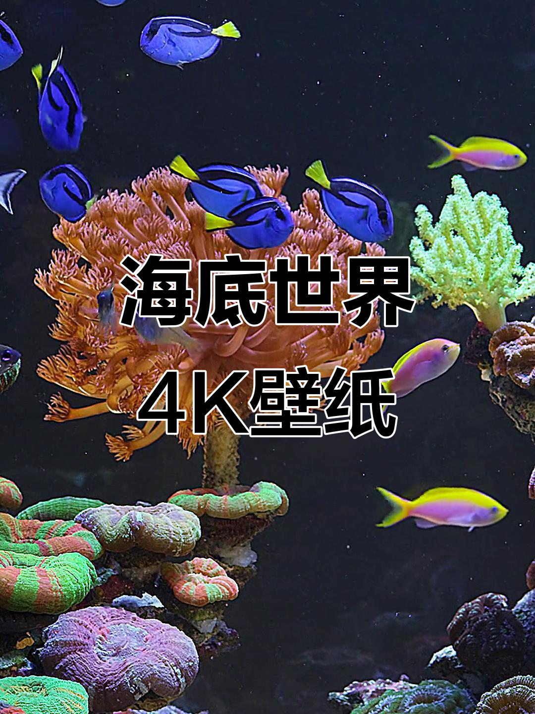 动态海底壁纸,4K高清炫丽体验