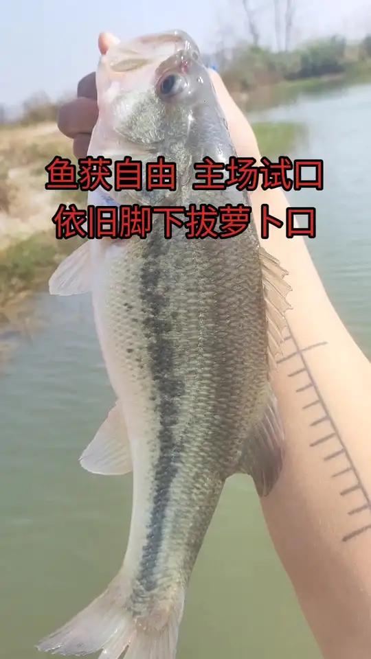 南阳东2期黑坑塘明天继续主场 11月12日放精品大鲈鱼621斤  个体1.2-2斤   1